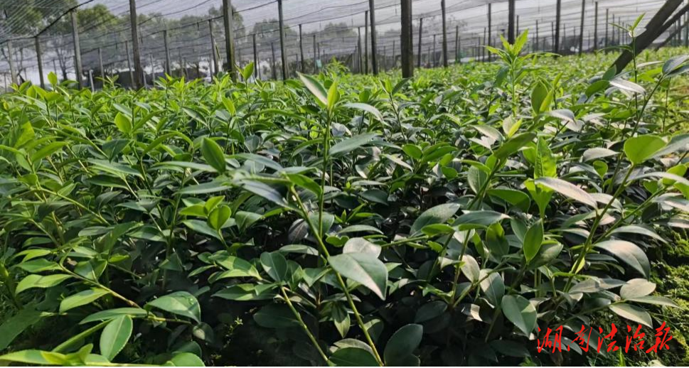 道縣多措并舉推進(jìn)油茶產(chǎn)業(yè)健康發(fā)展