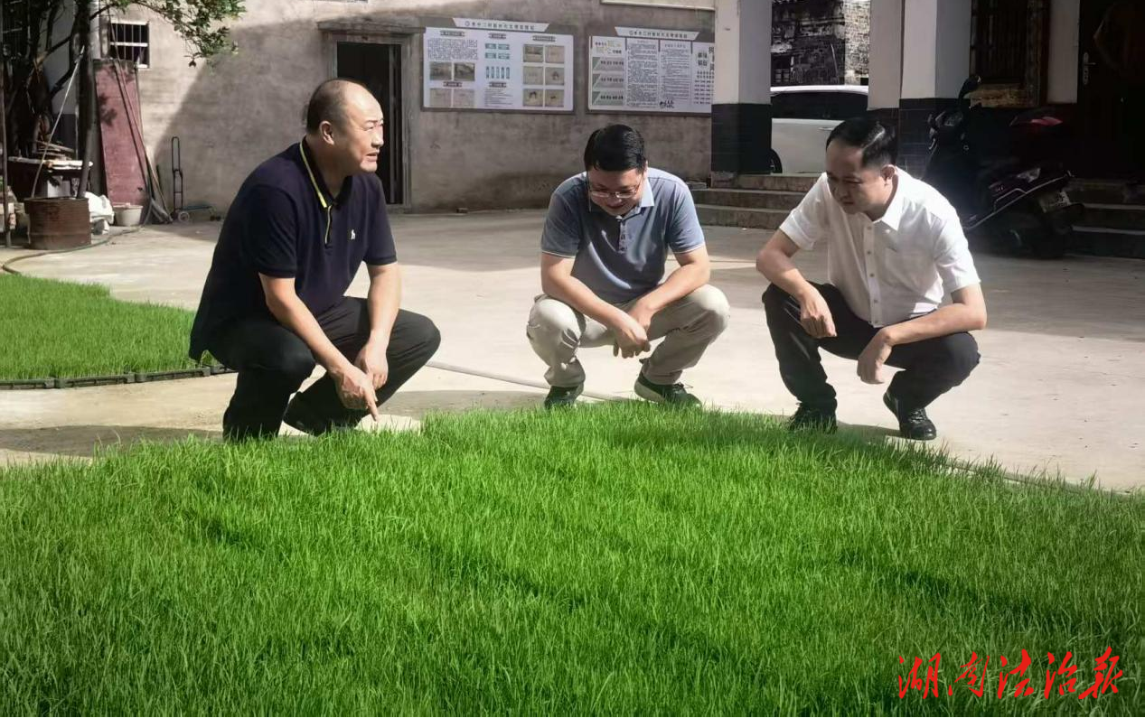 新田法院：入村調研糧食生產 幫扶助力鄉村振興