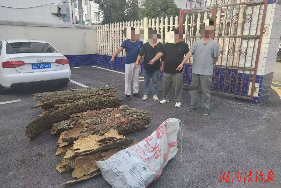 別以為是小事！盜剝栗子樹皮觸了法網，桑植公安喊話勸自首