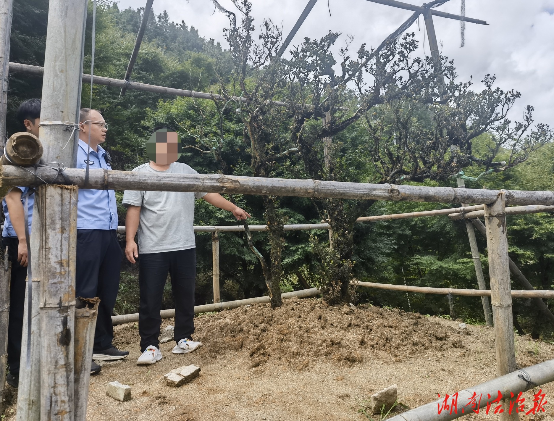 跨省追击！蓝山森林公安破获一起非法采伐毁坏珍贵野生植物案