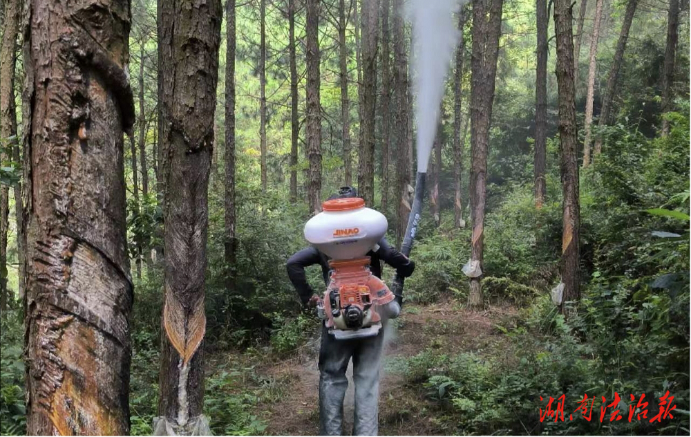 道县及时防治林业有害生物 确保森林资源安全