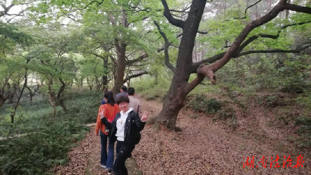 道县多举措释放天然林生态功效