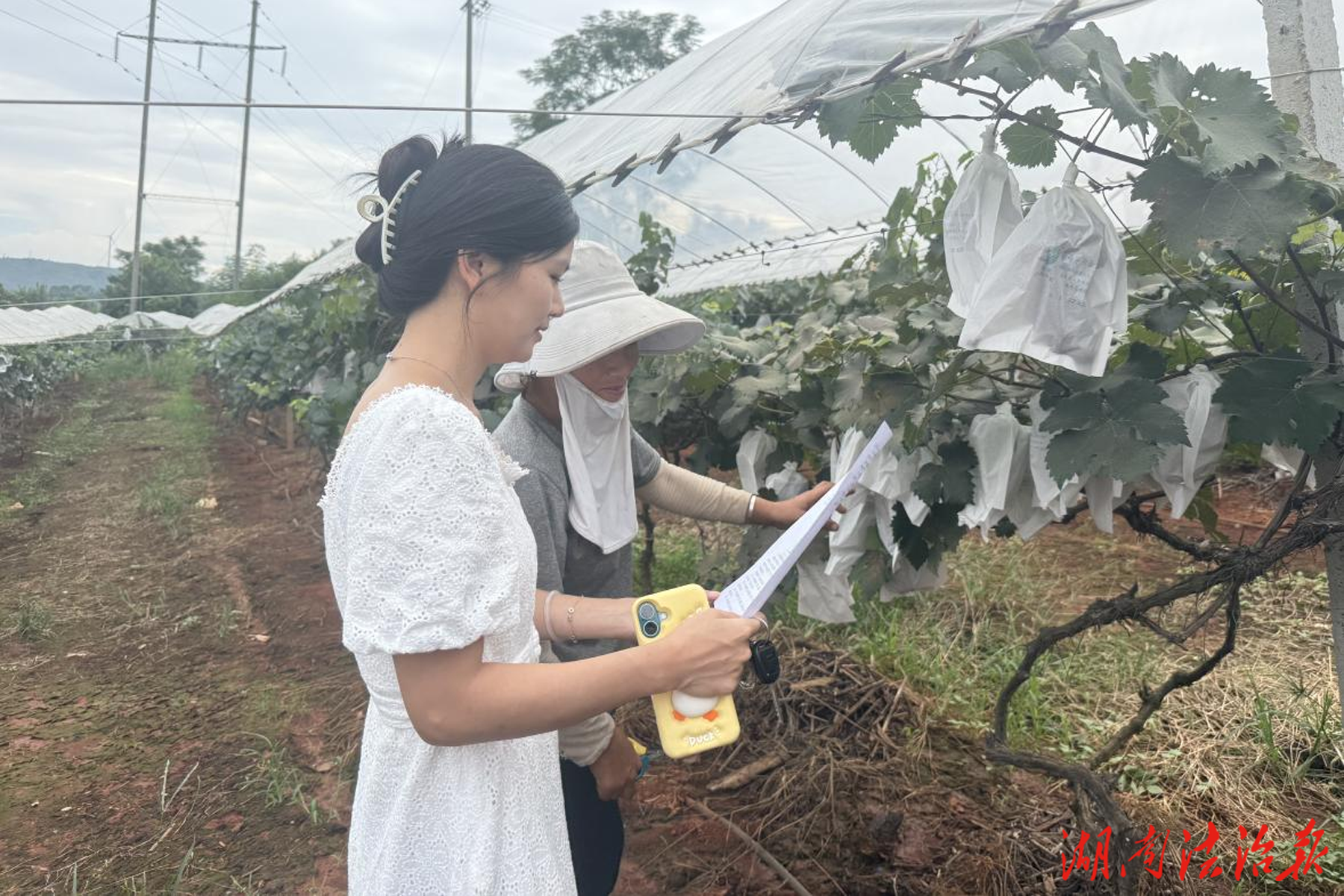 宜章气象全程护航 守护沿江葡萄“甜蜜产业”