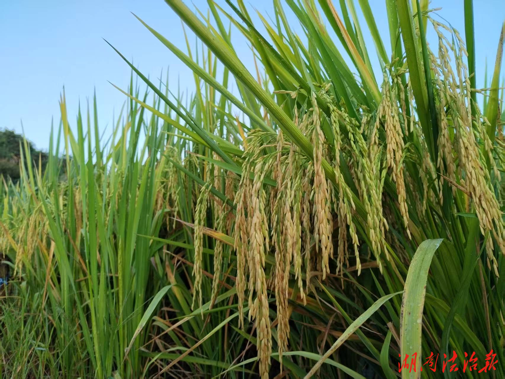 湘西坪壩鎮(zhèn)：千畝稻田喜獲豐收 農(nóng)機(jī)轟鳴奏響“豐”景曲