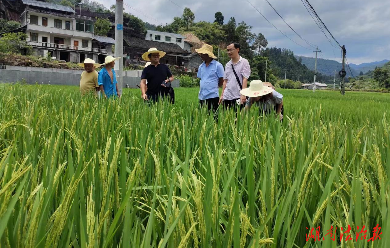 古丈縣巖頭寨鎮(zhèn)：“提督貢米”優(yōu)特農(nóng)產(chǎn)品品牌的探索創(chuàng)新之路