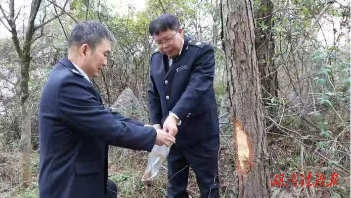 道縣：強化植物檢疫管理 保護森林生態(tài)安全