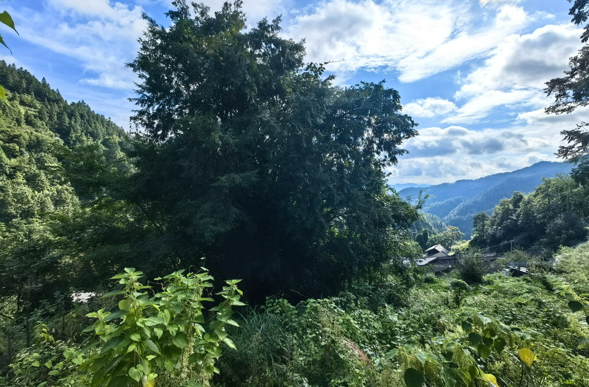 城木相依，法護(hù)長(zhǎng)情 | “夫妻樹(shù)王”守護(hù)苗寨500年 從情感守護(hù)到制度保障，花垣縣磨子村續(xù)寫(xiě)生態(tài)和諧新篇