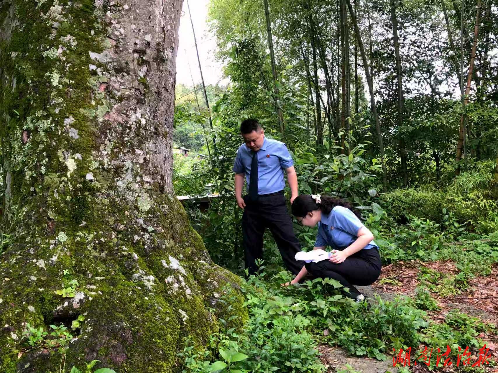 公益诉讼检察出鞘，为古树名木撑起法治绿荫