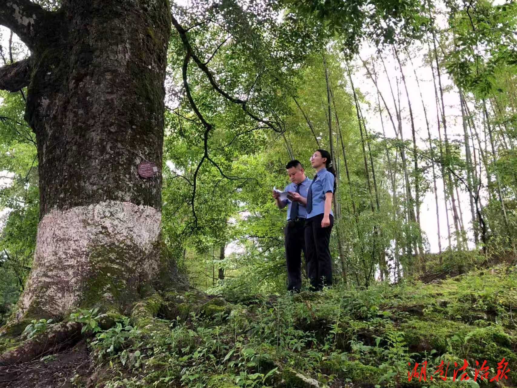 “减肥胶囊”藏毒？一案看懂食品安全法律红线！