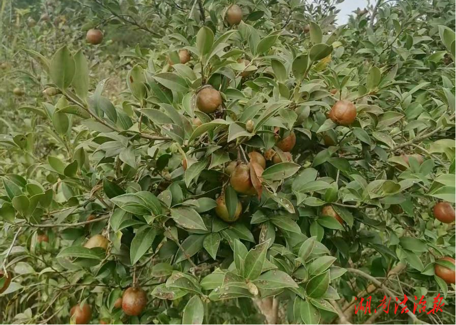 道縣有序推動油茶產(chǎn)業(yè)發(fā)展