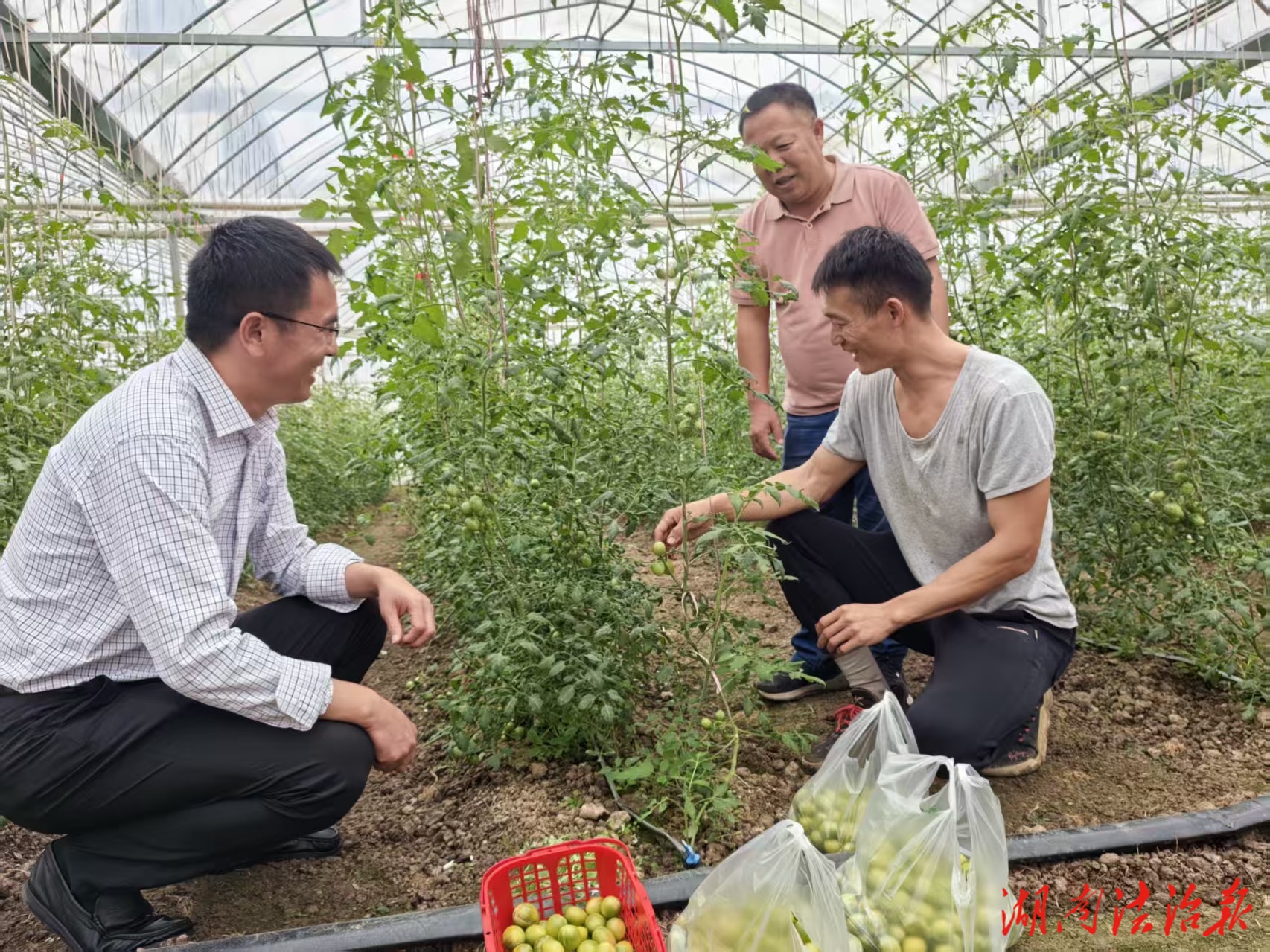 劉軍：王家壩村忙創(chuàng)業(yè)“青甜番茄”真喜人