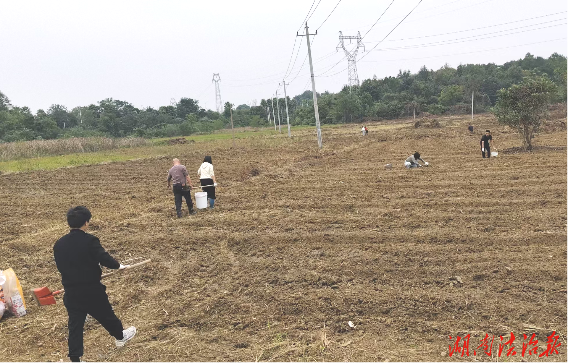 零陵區(qū)石山腳街道：干群同心齊上陣 秋冬種植正當(dāng)時