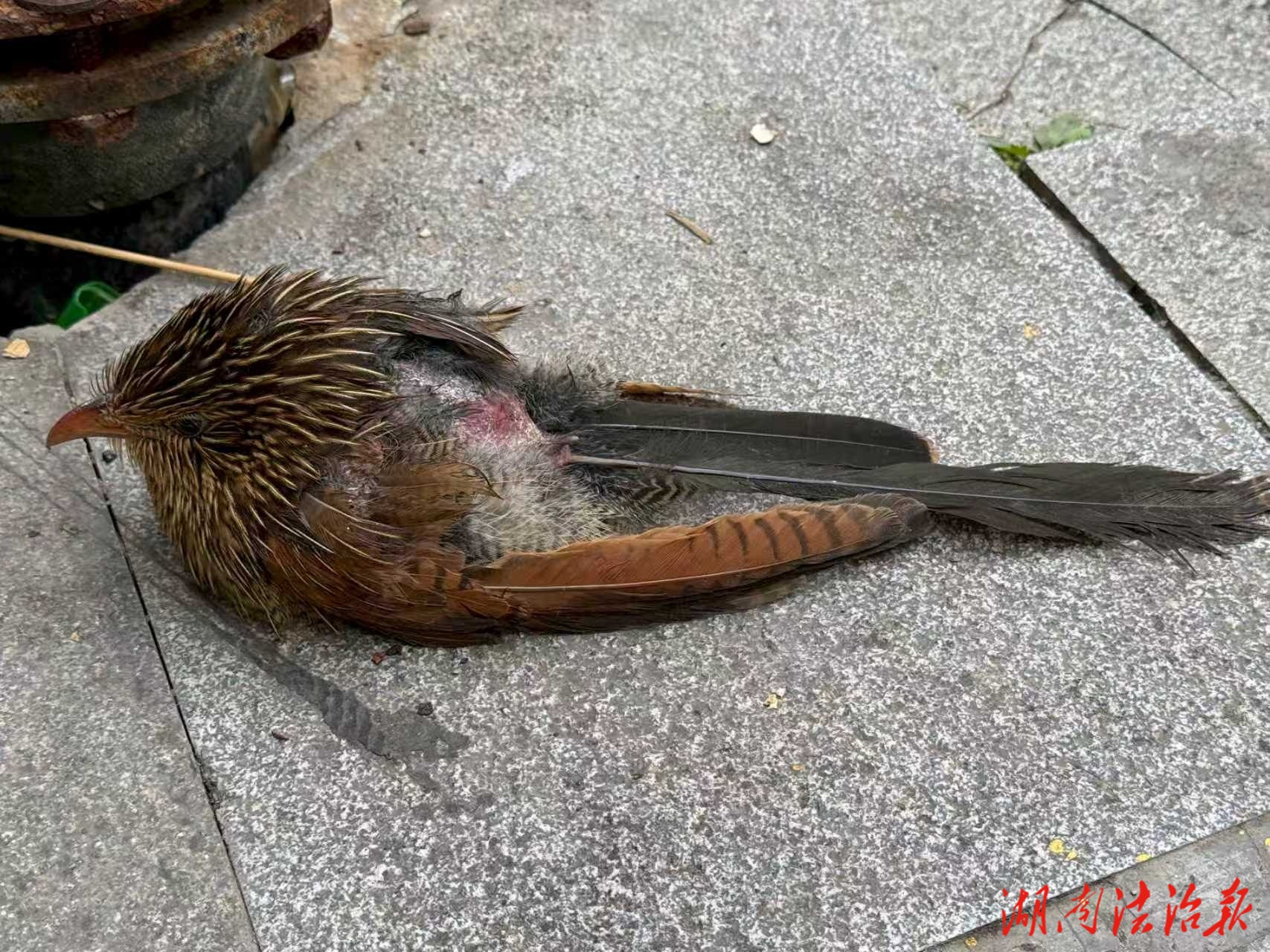 群眾暖心送救受傷禽鳥(niǎo)  邵陽(yáng)縣交警聯(lián)動(dòng)護(hù)航國(guó)家二級(jí)保護(hù)動(dòng)物?