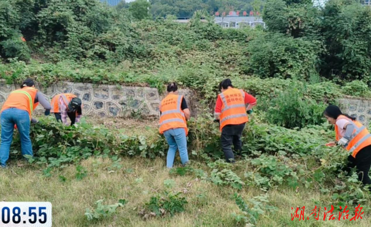 【首位度·潔綠行】冷水灘區(qū)環(huán)衛(wèi)和園林中心:清除校園周邊“微隱患” 筑牢出行“安全防線”