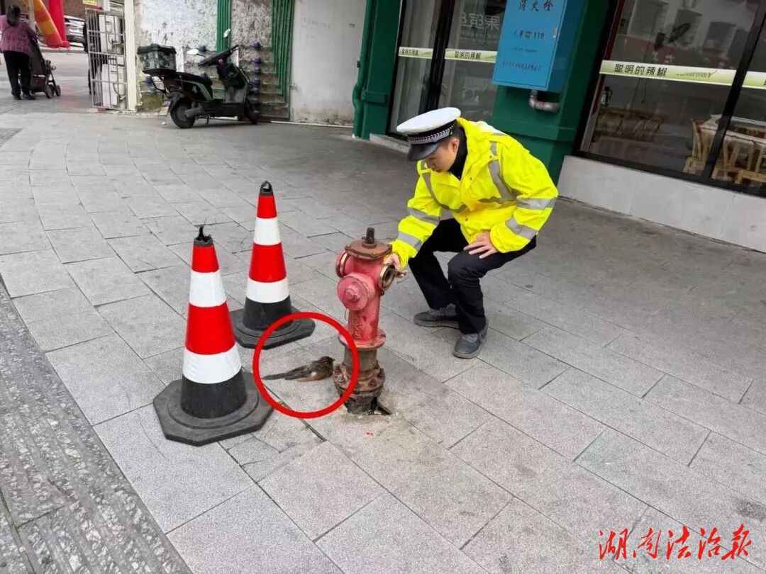 上班路上救了一只鳥(niǎo)，一查居然是國(guó)家二級(jí)保護(hù)動(dòng)物