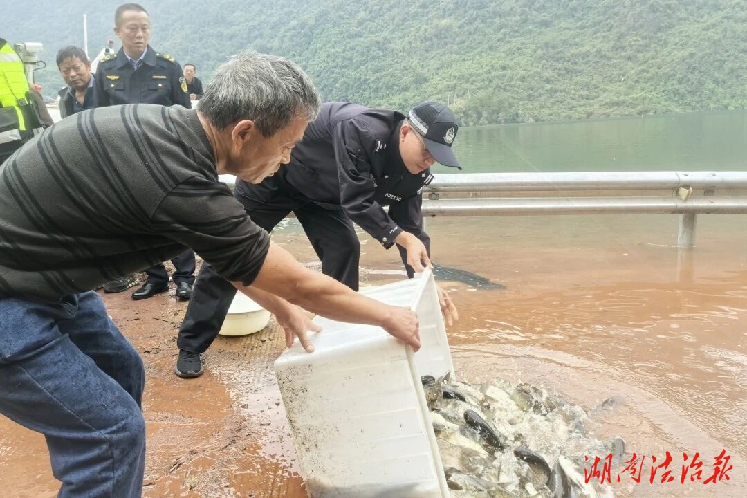 桑植：溇水河增殖放流，修復(fù)非法捕撈受損漁業(yè)生態(tài)