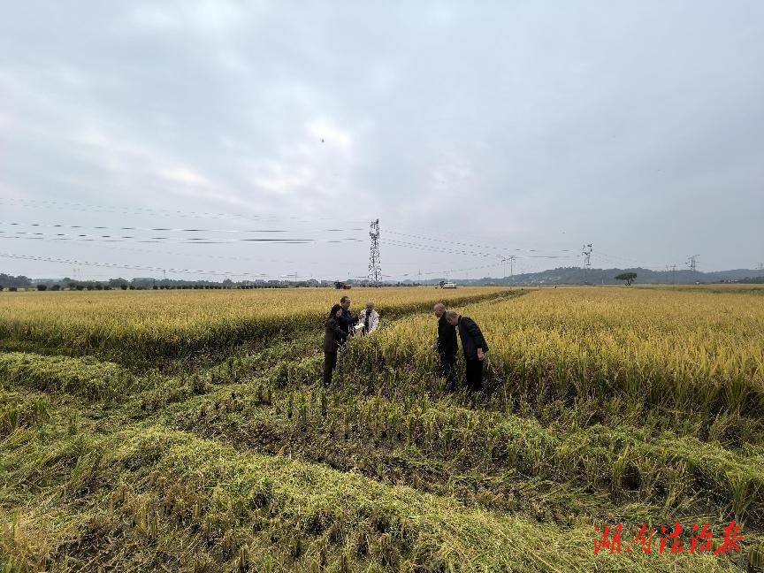 衡陽(yáng)縣“三一工程”示范區(qū)雙季稻畝產(chǎn)1231.4公斤