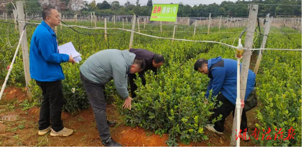 道縣：嚴管苗木質(zhì)量 助力產(chǎn)業(yè)發(fā)展