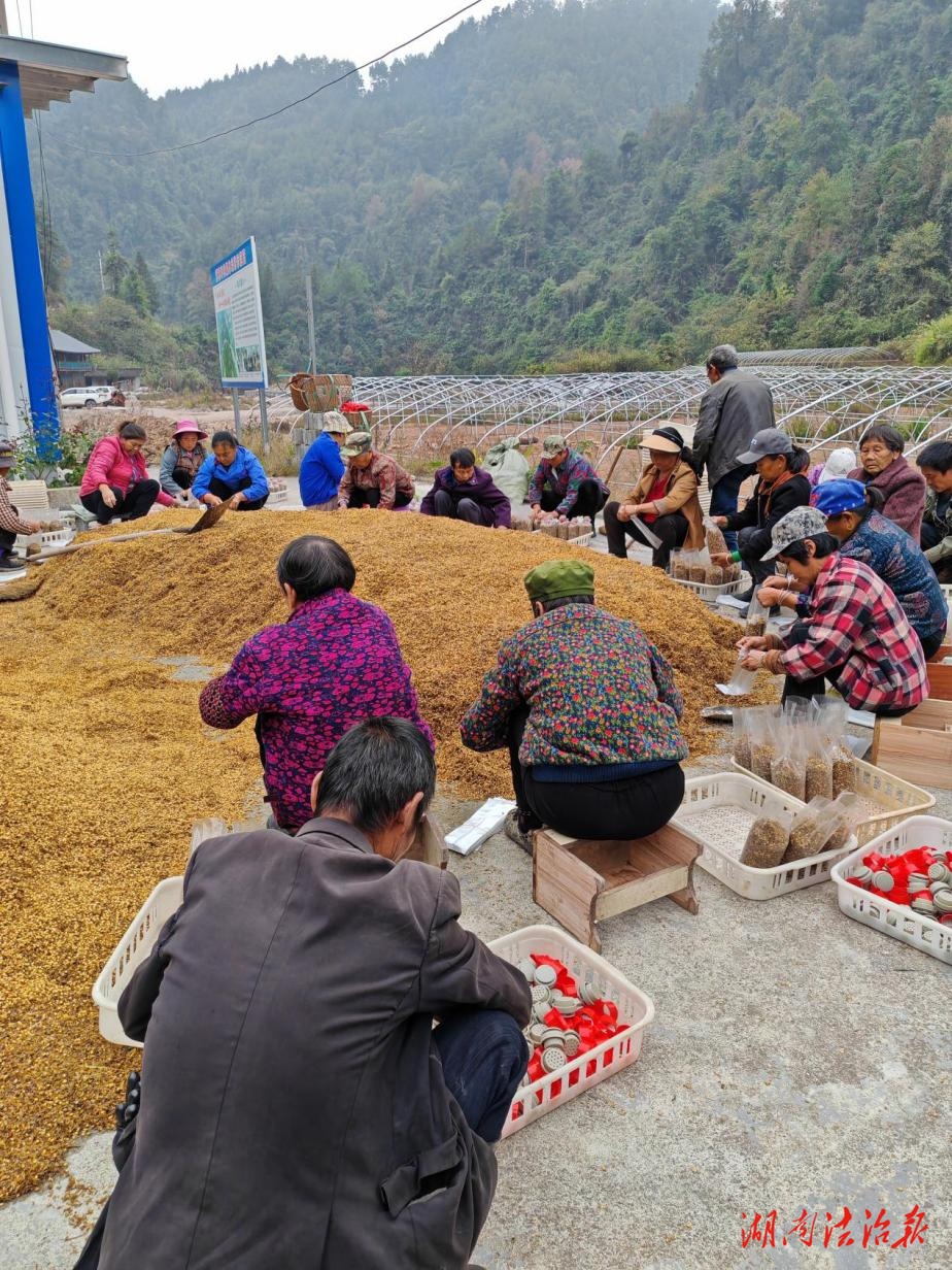 菌香绕山乡，增收有“良方”——古丈县岩头寨镇蒿根坪村产业发展启示录
