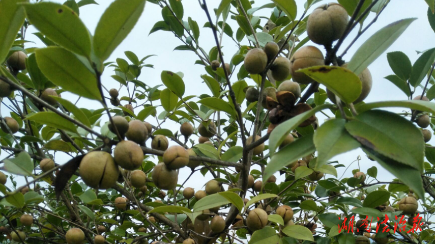 【優(yōu)化營商環(huán)境】莫伸手！三人偷摘油茶果被抓......