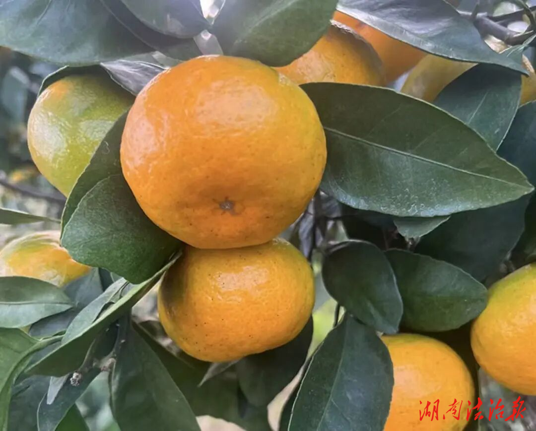 【優(yōu)化營商環(huán)境】“慕名而來”偷蜜桔，這兩人被抓獲！