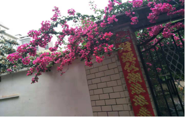 【首位度·洁绿行】永州人快看！街头爆美的三角梅，在家这样养也能开半年