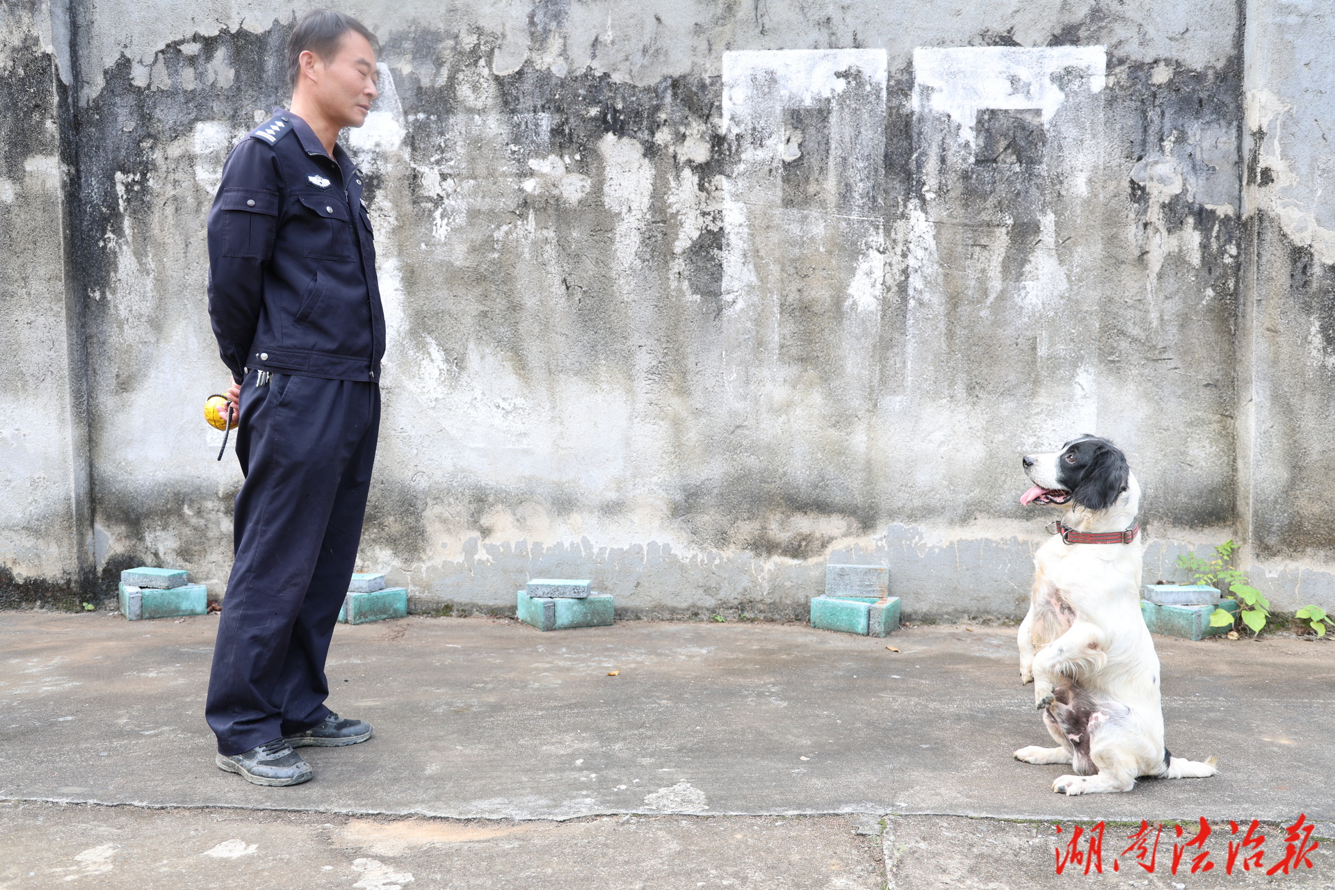 新田公安開展警犬實(shí)戰(zhàn)化訓(xùn)練