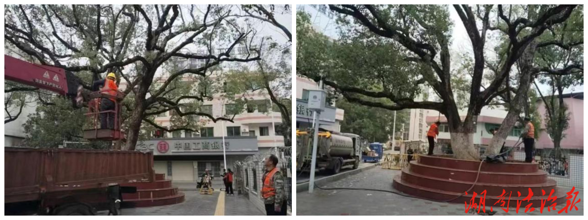 【首位度·潔綠行】冷水灘區(qū)環(huán)衛(wèi)和園林中心：為古樹(shù)名木撐起保護(hù)傘