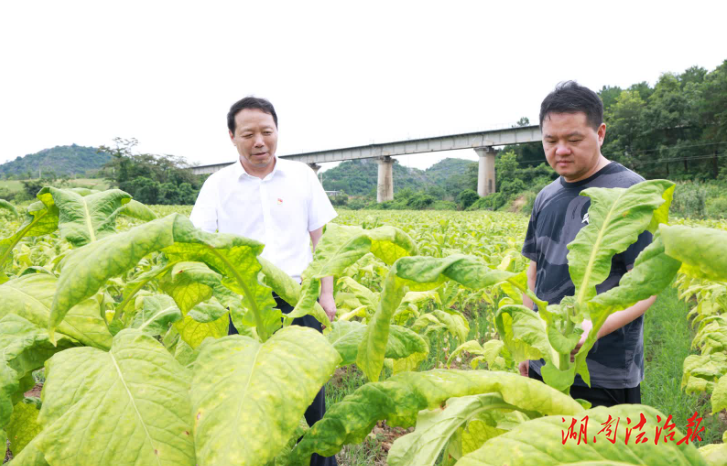 段贵建在沱江镇调研烤烟生产工作
