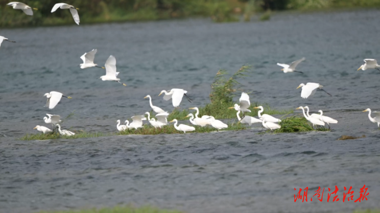 ?江華：候鳥遷徙季 涔天河濕地開啟“護航模式”