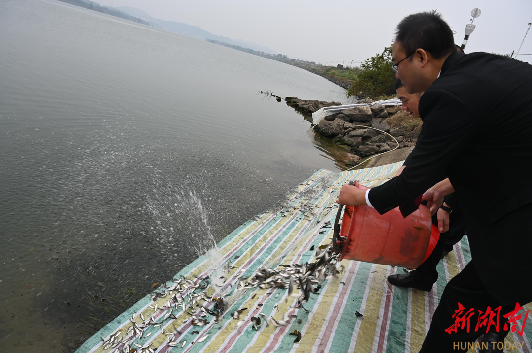 修復(fù)生態(tài)，司法護江！株洲淥口區(qū)聯(lián)合放流13萬尾魚苗