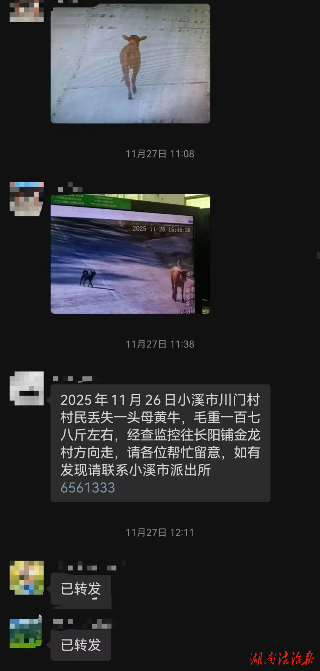 走失八日，小黃牛終于回家了！