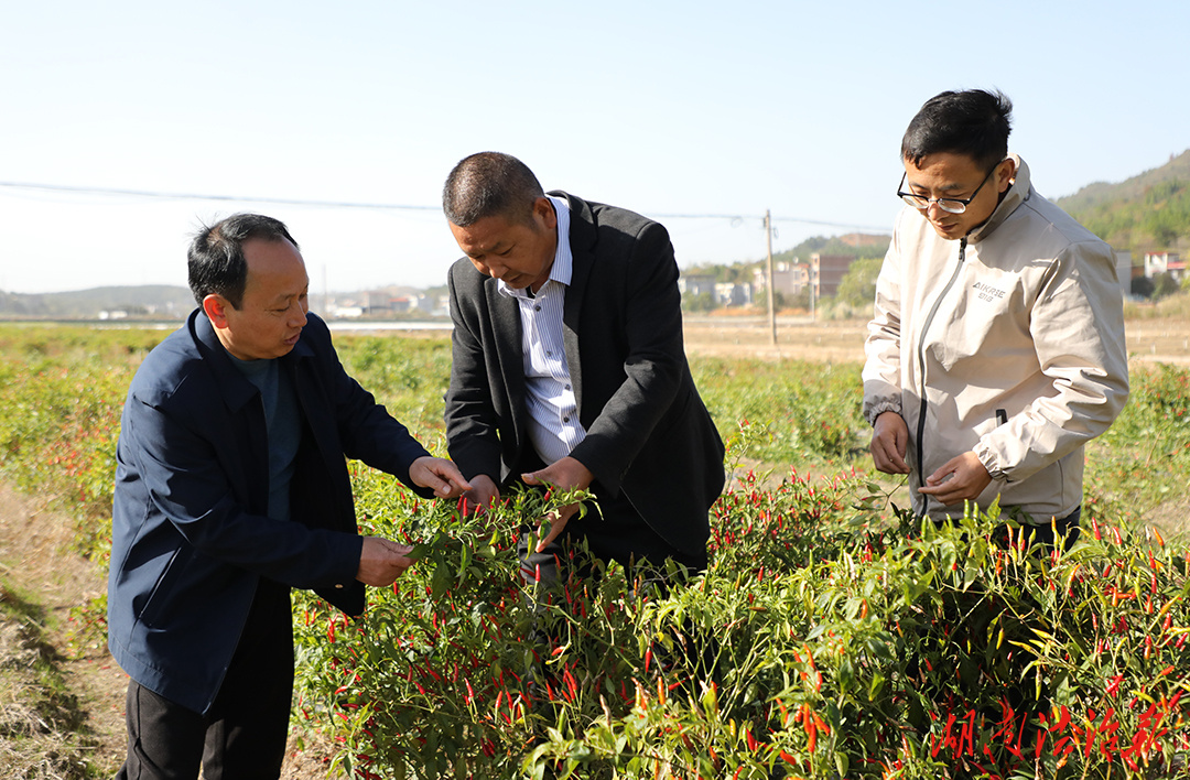 新田：工業辣椒“錢”景好 譜寫鄉村振興“火紅”篇章