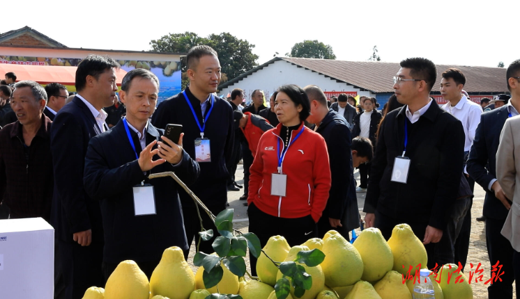 江永：庆香柚丰收节 促农文旅发展