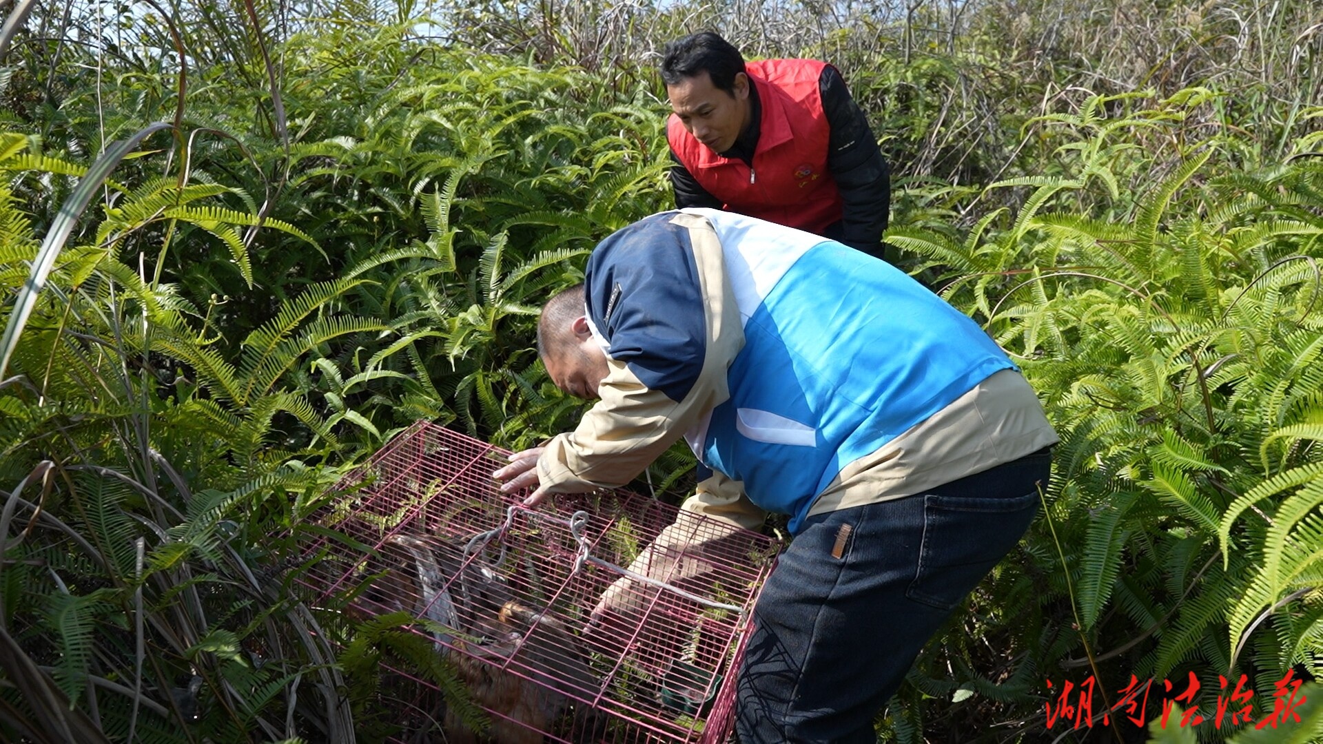 江永县成功放生6只国家二级保护动物猴面鹰