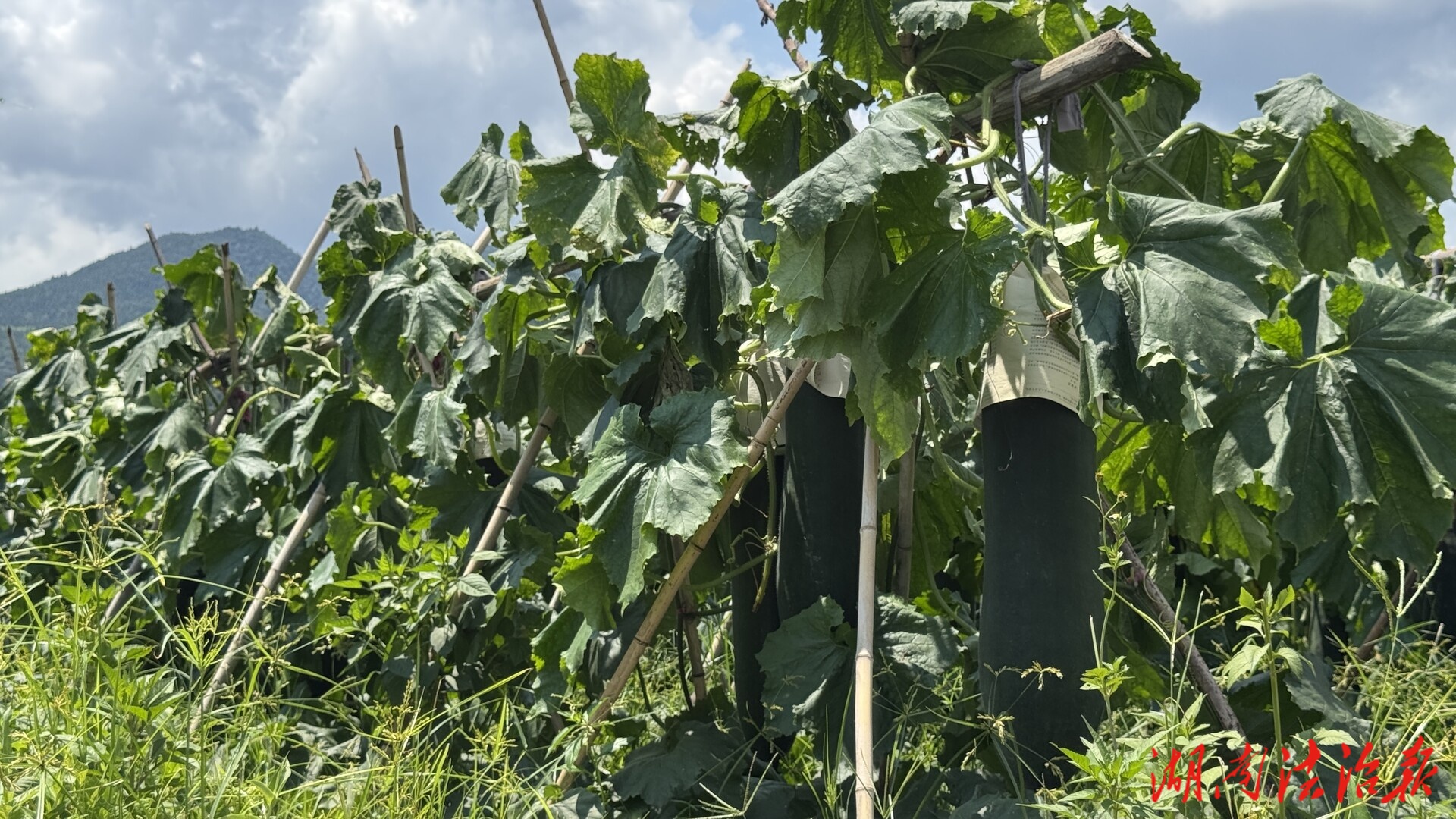 源口：炎炎夏日蔬果飄香