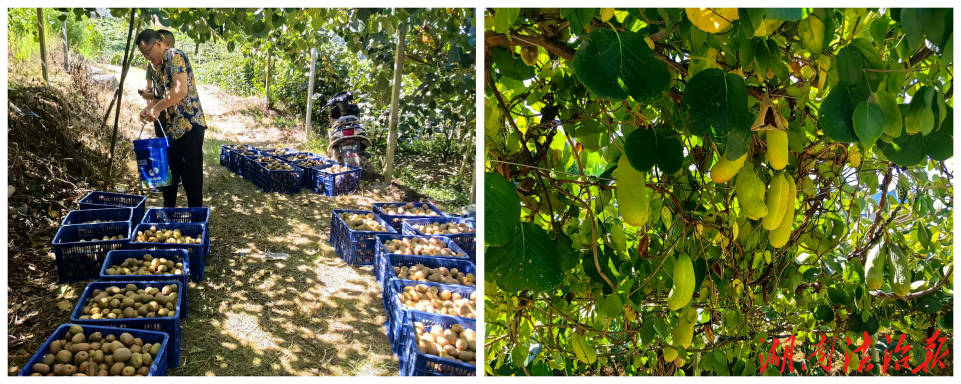 检察蓝深耕振兴路 良木洞焕发新活力——道县检察院驻村工作队助力乡村振兴纪实