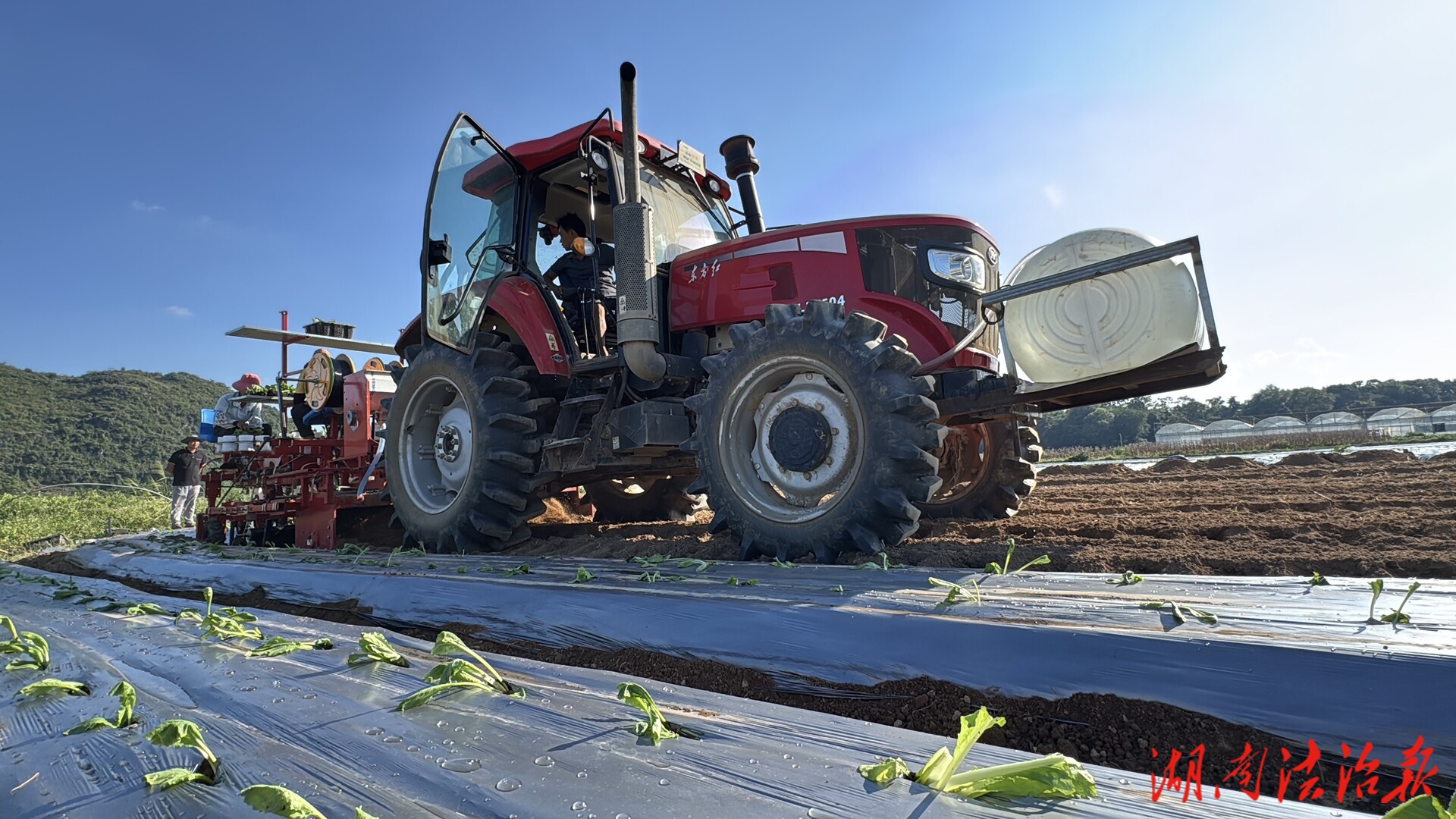 江永：全機械種植提質(zhì)效 筑牢供港“菜籃子”