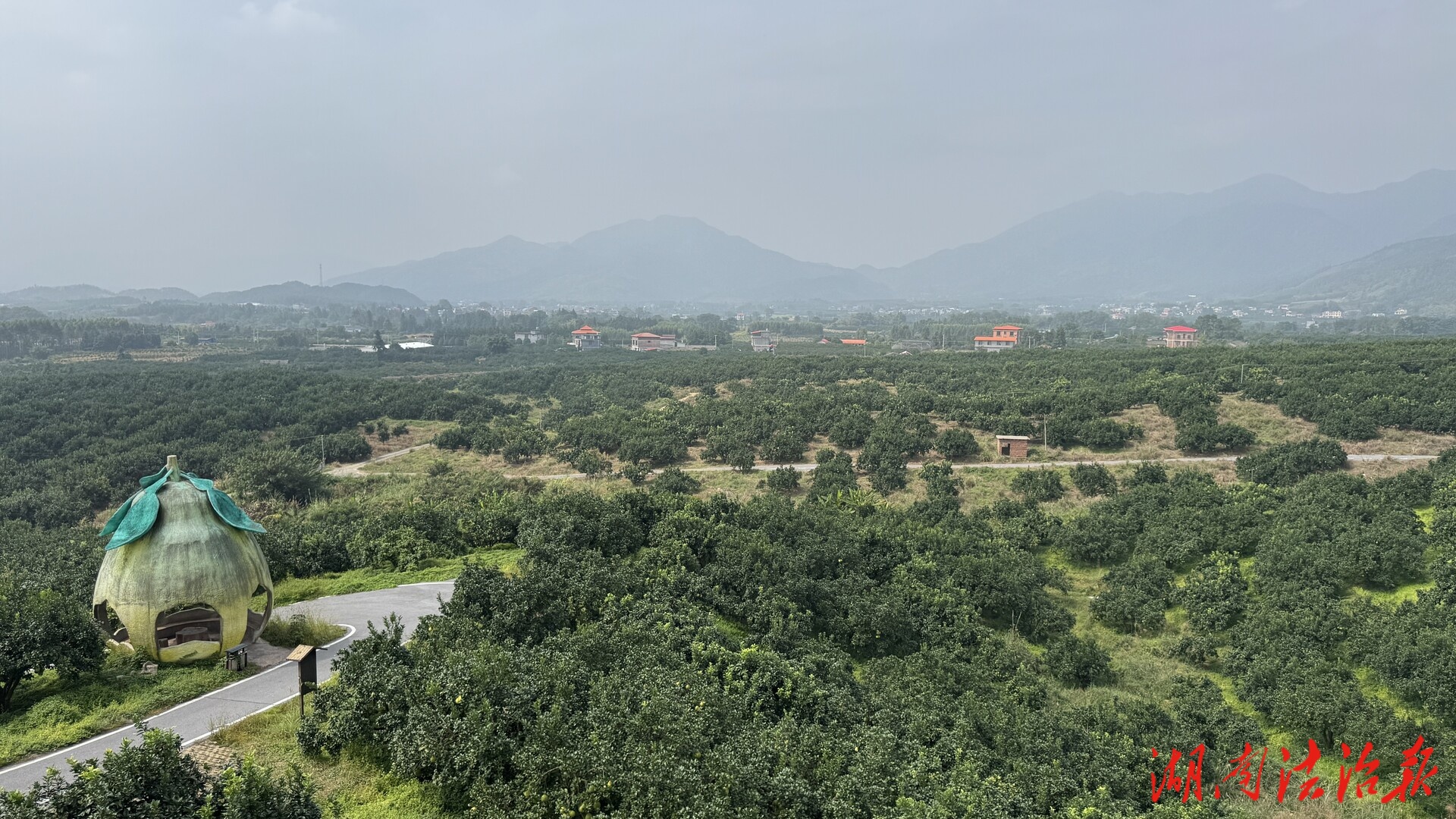 江永：13.8萬畝香柚豐收在望 優(yōu)良品質吸引客商提前預購