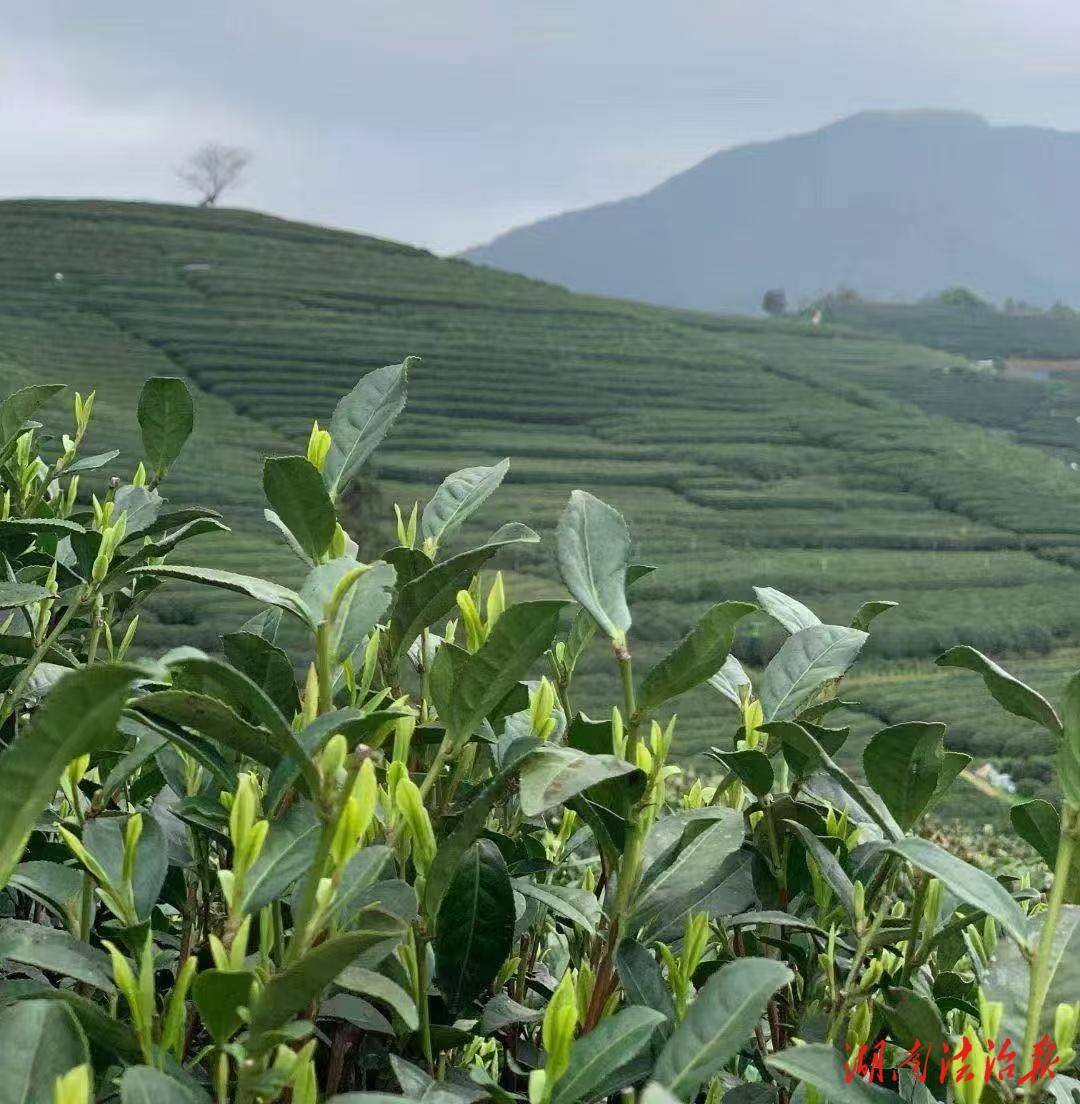 散文︱母亲的老芭叶茶