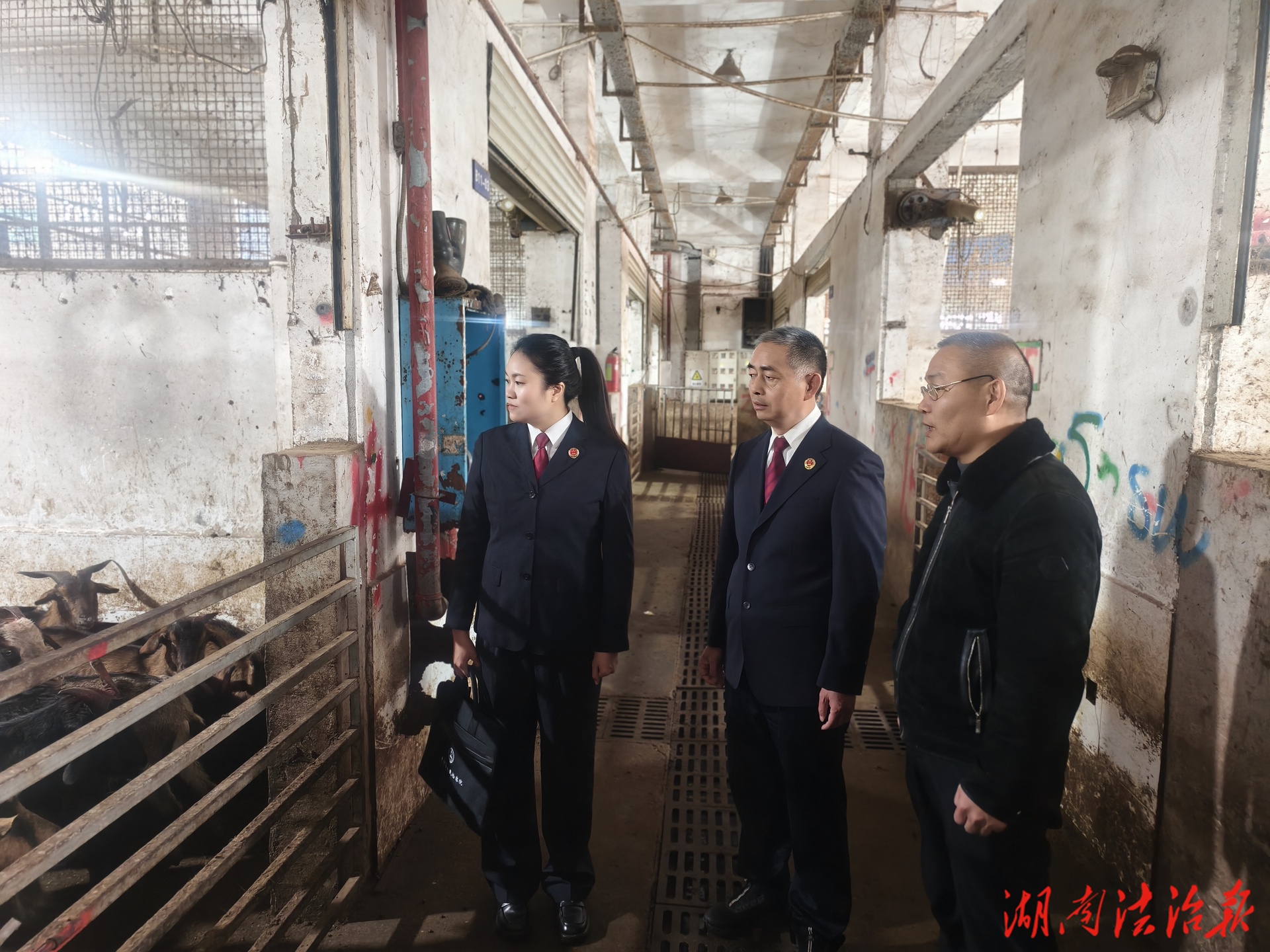 新春走基層 | 一張檢疫票，守住法度與年味