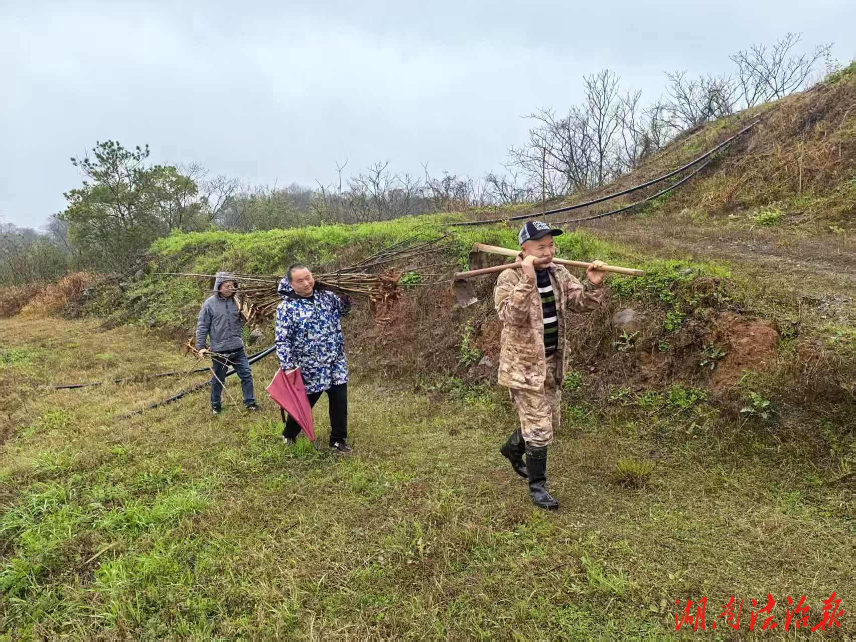 搶抓農(nóng)時(shí)補(bǔ)栽增綠 實(shí)干篤行助力振興