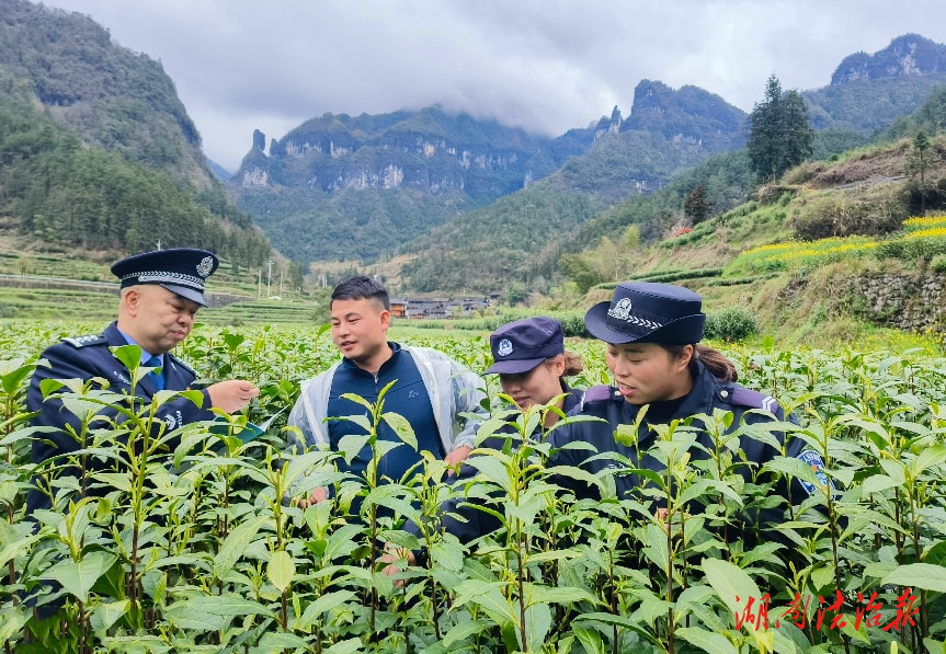 保靖公安：茶园新“警”色，护航茶业平安发展