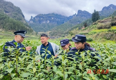 保靖公安：茶園新“警”色，護航茶業(yè)平安發(fā)展