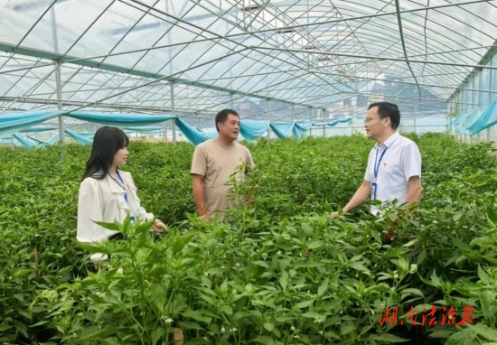 零陵：大棚解憂暖民心 護航“菜籃子”