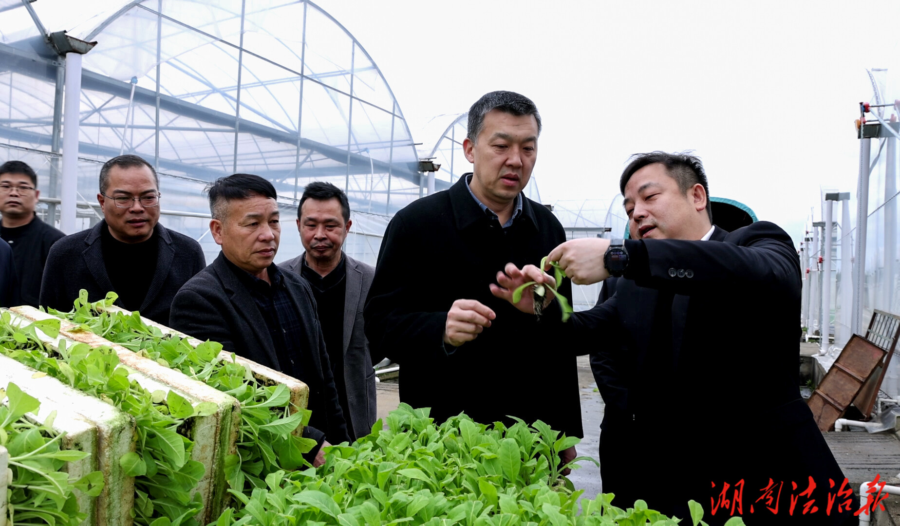 李群輝調(diào)研烤煙生產(chǎn)工作