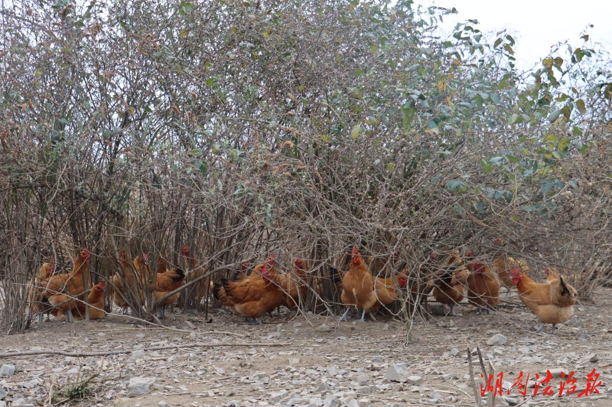湘西坪坝镇：“云端茶树鸡”叩响生态致富门