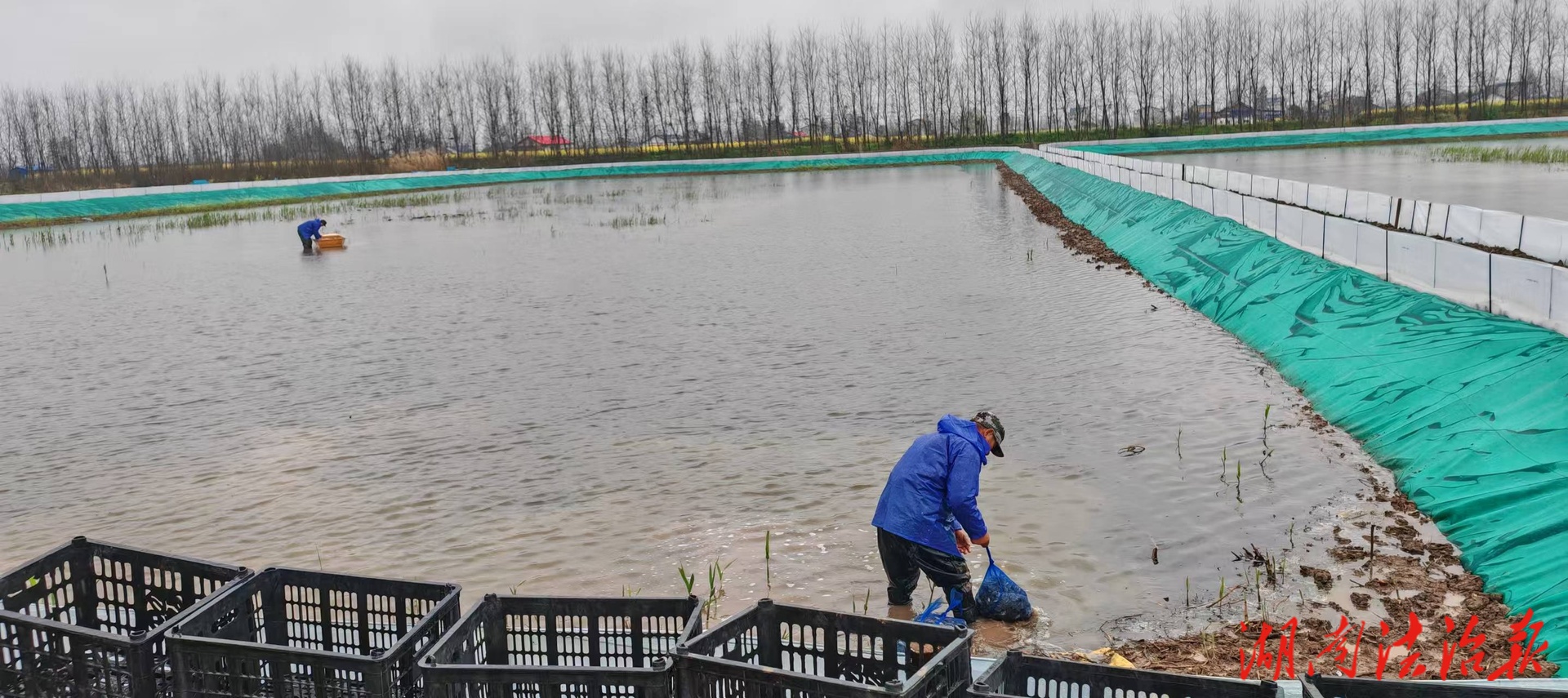 大通湖区：干群齐心争春光 洞庭腹地育金蟹