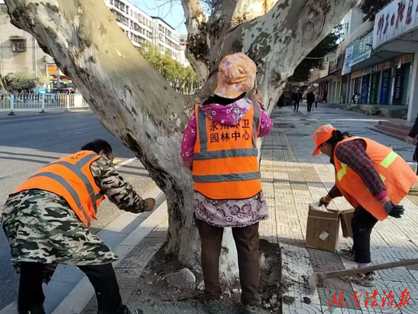 春季护绿正当时：冷水滩区环卫和园林中心精准防治法国梧桐钻心虫