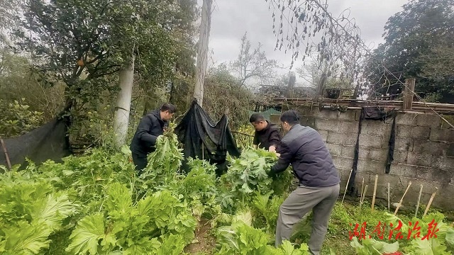 零容忍！永順公安查處一起非法種植罌粟案